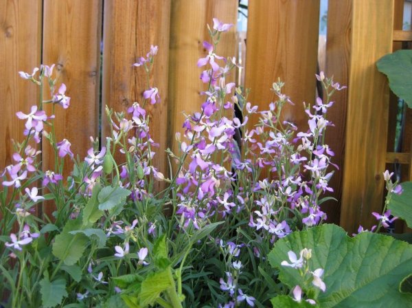 Цветы маттиола двурогая