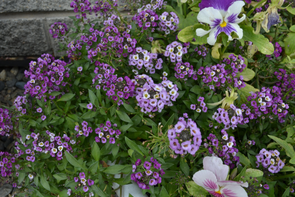 Алиссум Биг джем