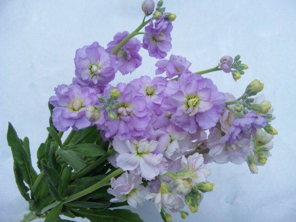 Маттиола Лавандер