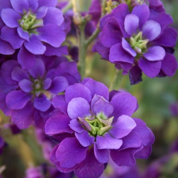 Маттиола фиолетовая