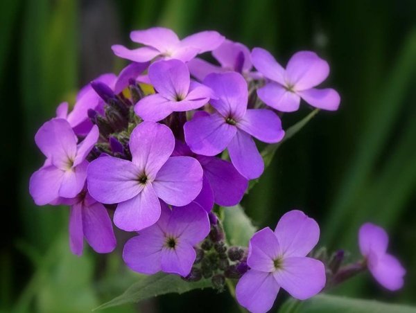 Хесперис вечерница Матроны