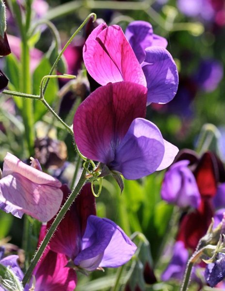 Душистый горошек (Lathyrus odoratus)