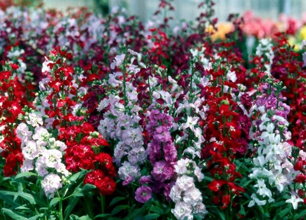 Левкои цветы многолетники