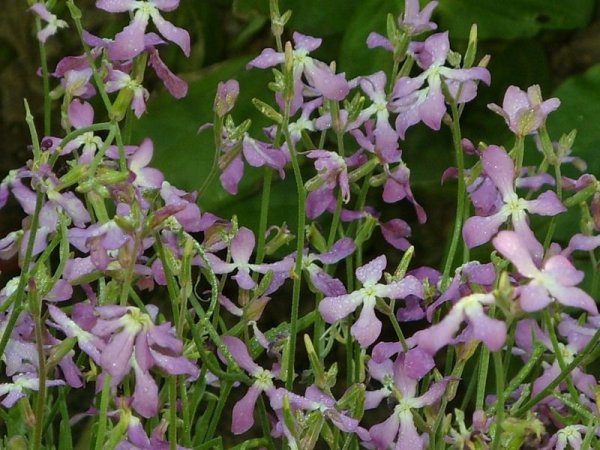 Маттиола двурогая