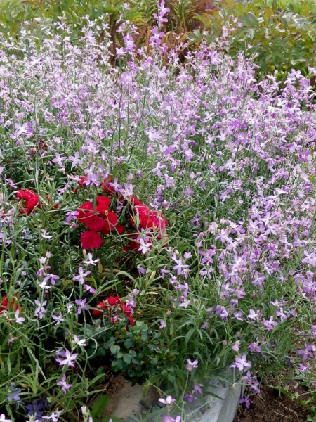 Маттиола двурогая