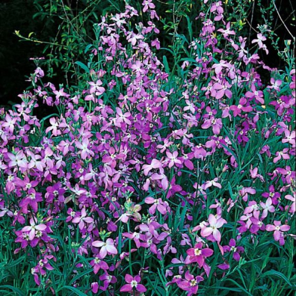 Маттиола двурогая ночная фиалка