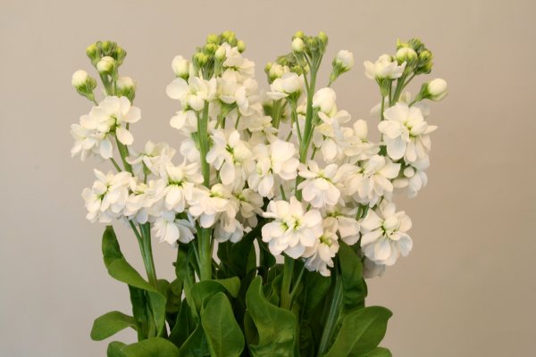 Маттиола Салмон