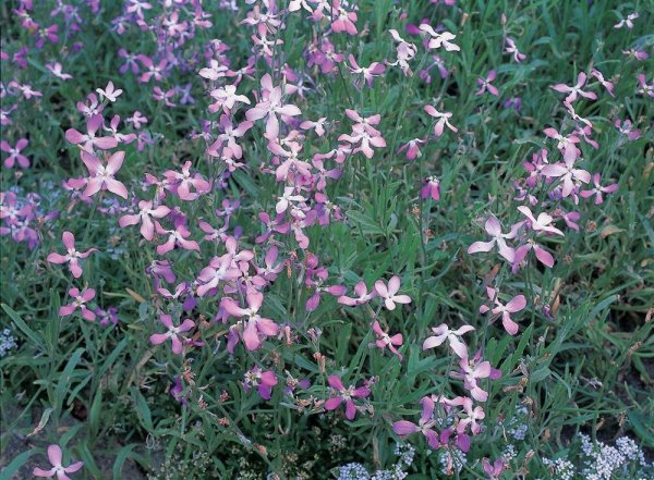 Маттиола двурогая ночная фиалка