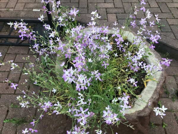 Маттиола Лилак