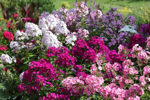 Флоксы цвета