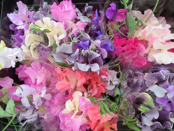 Душистый горошек Баттерфляй