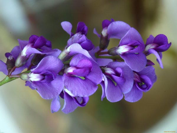 Душистый горошек растение