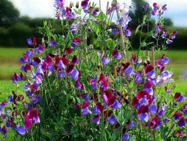 Душистый горошек (Lathyrus odoratus)
