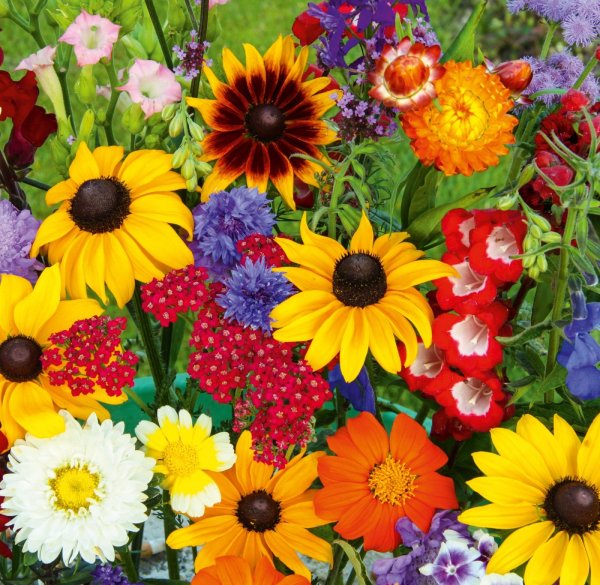 Семена цветов ассорти