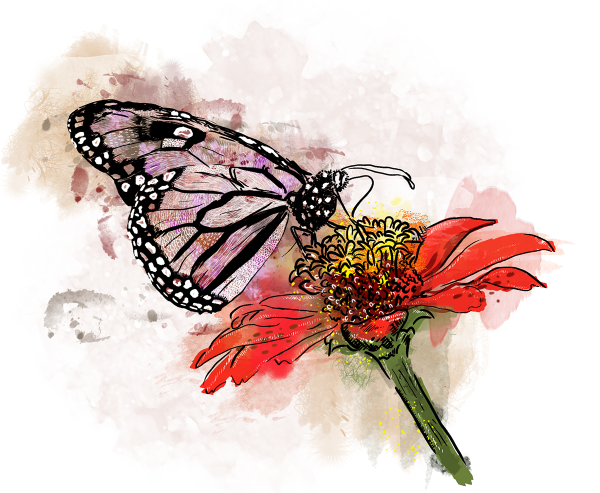 Бабочки в цветах