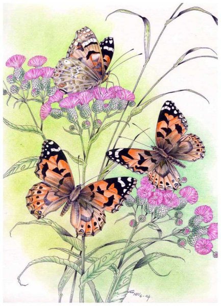 Рисунки цветов и бабочек