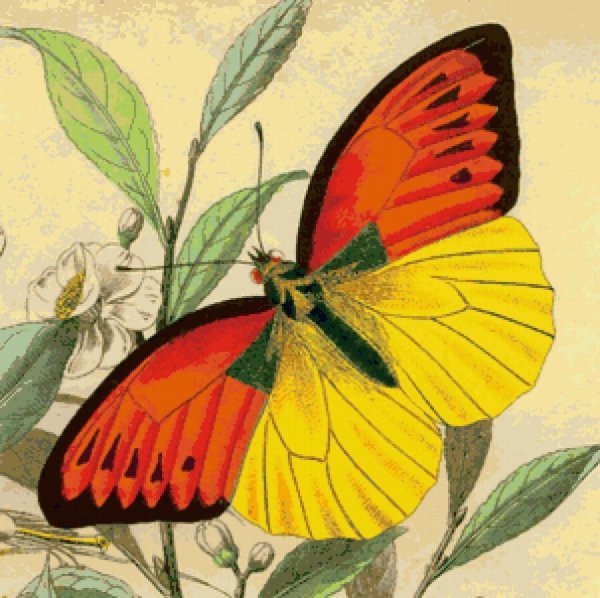 Бабочка иллюстрация