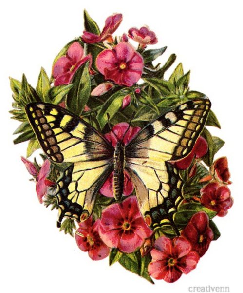 Бабочки в цветах