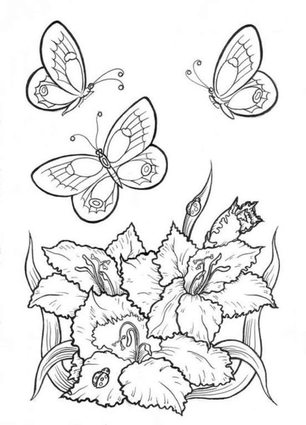 Цветы и бабочки. Раскраска