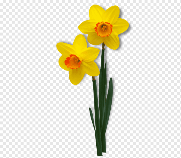 Желтые нарциссы на прозрачном фоне