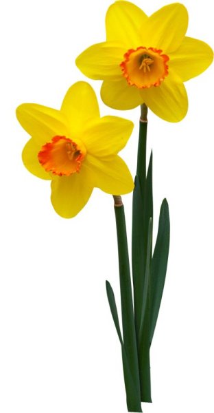 Нарцисс для детей