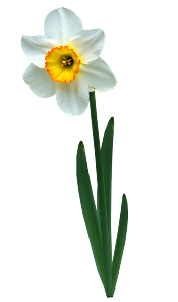 Нарцисс цветок одиночный