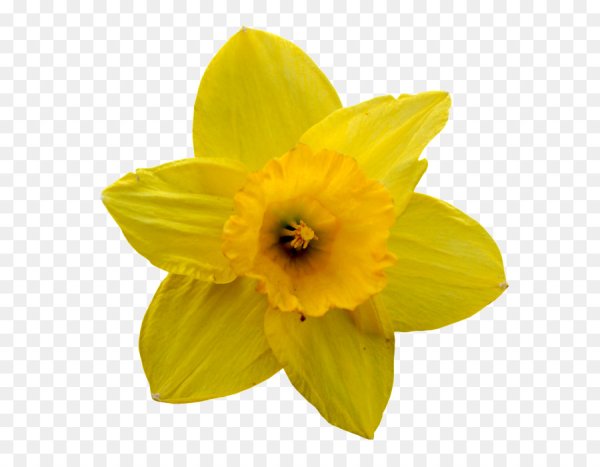 Daffodil Petal