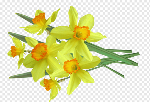 Нарцисс цветок