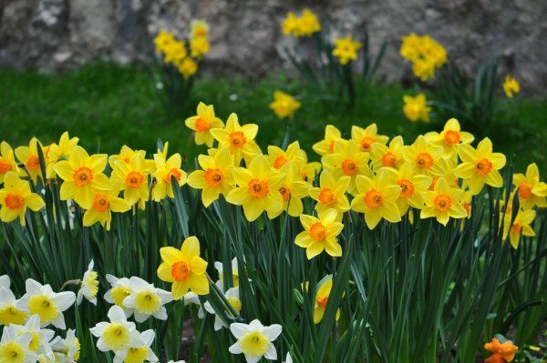 Нарцисс Биг Ган