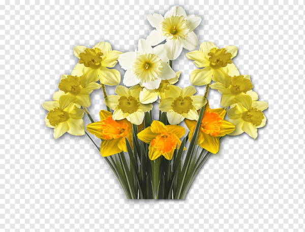 Желтый Нарцисс