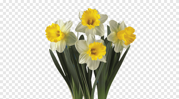 Нарцисс кустовой срезка