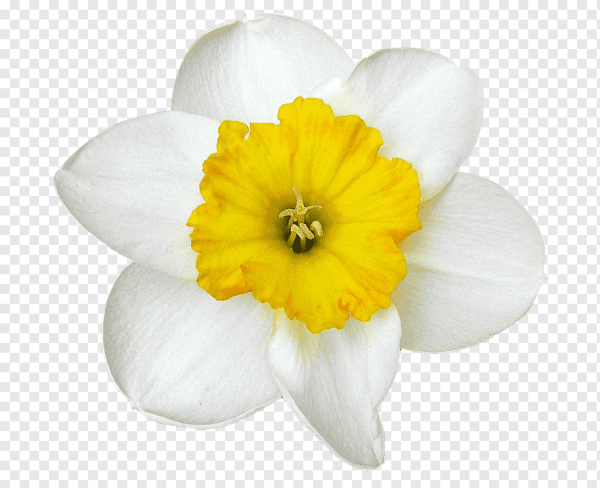 Нарцисс цветок одиночный