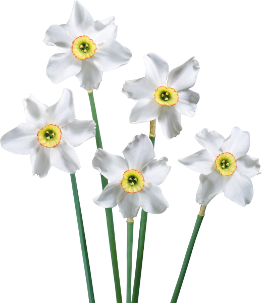 Нарцисс на белом фоне