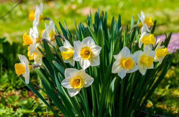 Golden Echo Нарцисс