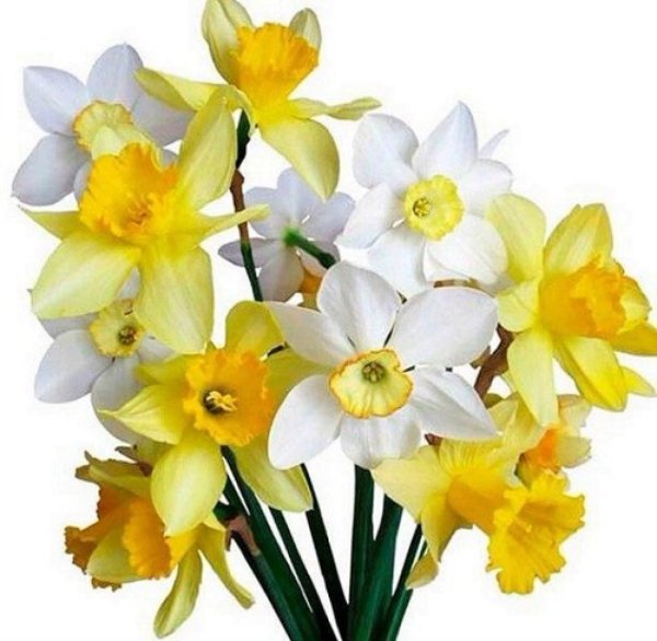 Нарцисс срезка