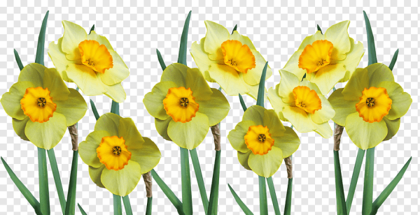 Нарцисс Аваланш PNG