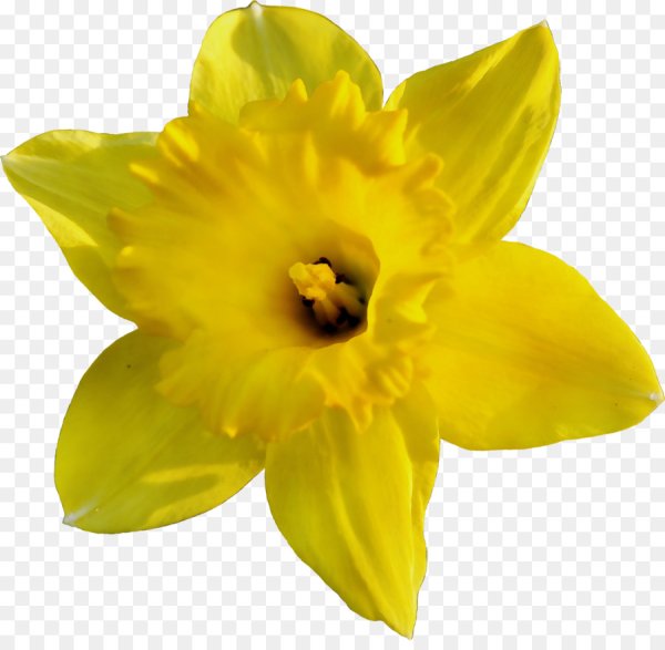 Нарциссы мультяшные