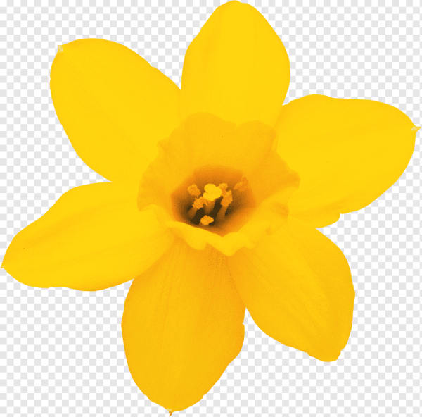 Цветы на прозрачном фоне