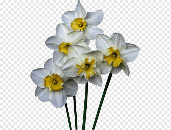 Нарцисс срезка