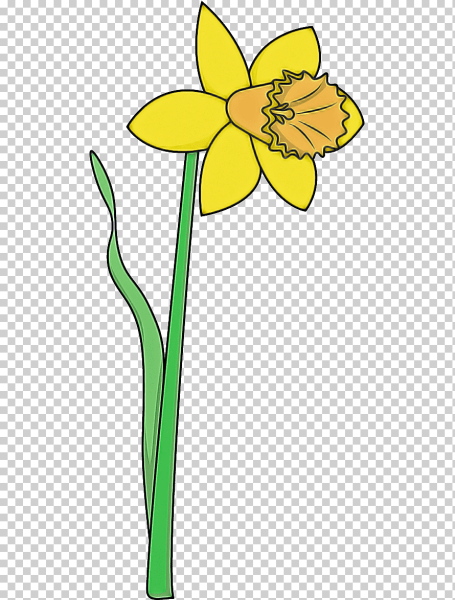 Нарцисс цветок