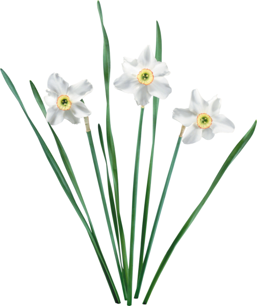 Нарцисс стебель
