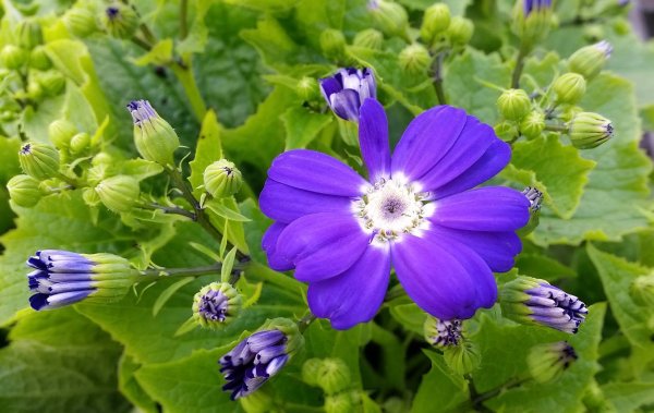 Раноцветущие цветы однолетние