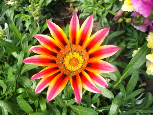 Гацания лимонная