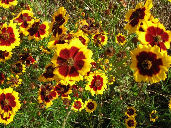 Однолетники для Сибири