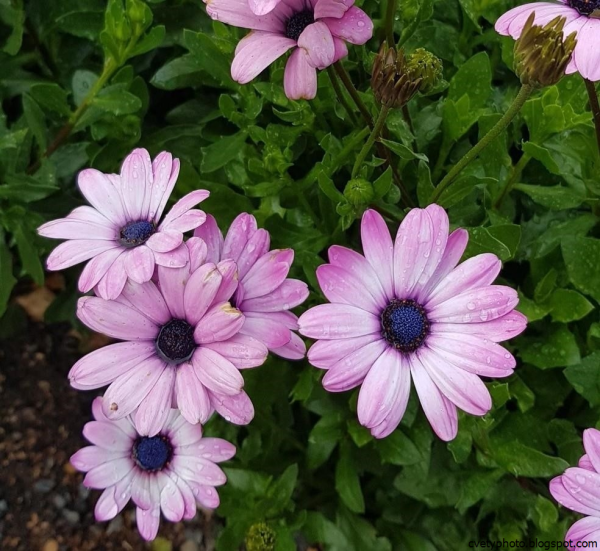 Остеоспермум Nanuk