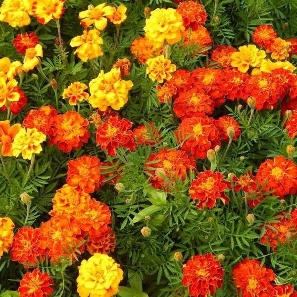 Ноготки настурция бархатцы