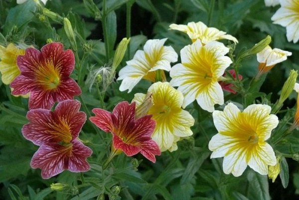 Сальпиглоссис супербиссима