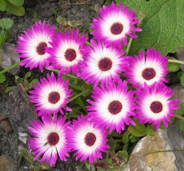 Хрустальная трава Мезембриантемум