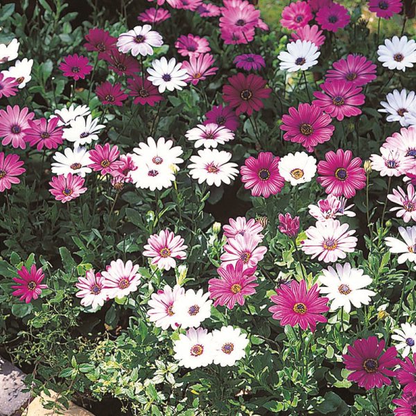 Остеоспермум Пэшн микс