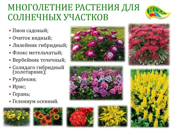 Садовые цветы однолетники цветущие неприхотливые